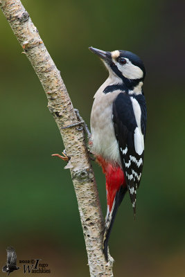 Adult female Great Spotted Woodpecker