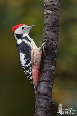 Adult male Middle Spotted Woodpecker