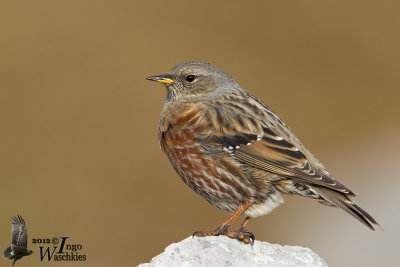 Adult Alpine Accentor