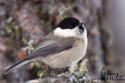 Adult Willow Tit