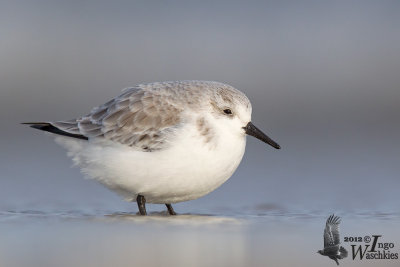 Adult Sanderling (ssp.  alba ) in winter plumage