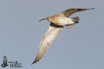 Immature Eurasian Curlew (ssp.  arquata ) in first winter plumage