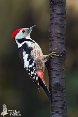 Adult male Middle Spotted Woodpecker