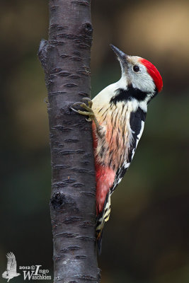 Adult male Middle Spotted Woodpecker