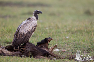 whitebackedvulture9.jpg