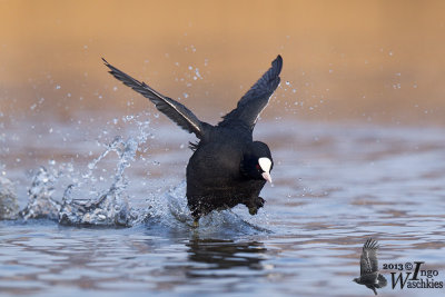 Adult Eurasian Coot