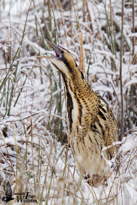 Adult Eurasian Bittern