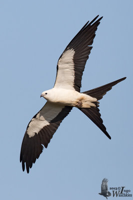 Adult Swallow-tailed Kite (ssp. forficatus)