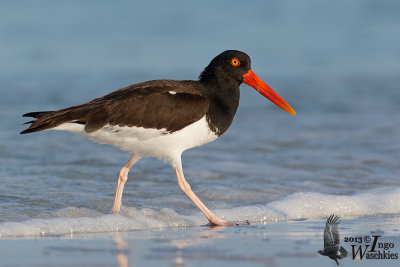 American Oystercatcher (Haematopus palliatus)