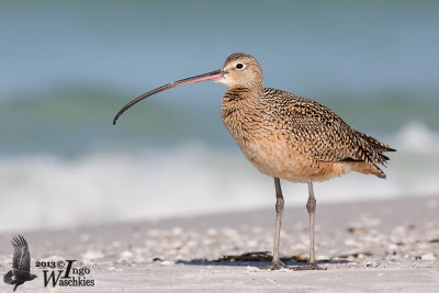 Adult Long-billed Curlew (ssp. unknown)