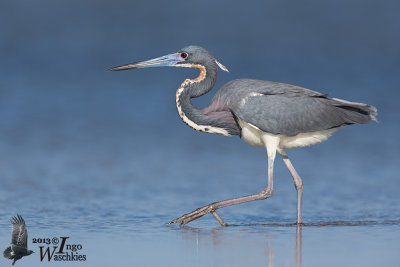 Adult Tricolored Heron