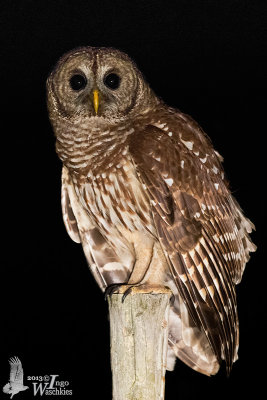 Barred Owl (ssp. georgica)