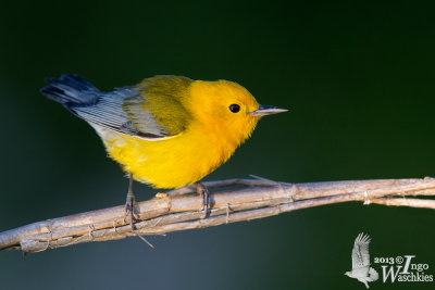 Adult male Prothonotary Warbler