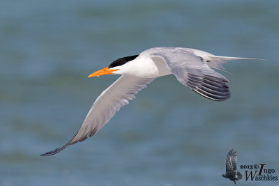 Adult Royal Tern in breeding plumage 