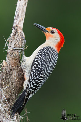 Adult male Red-bellied Woodpecker