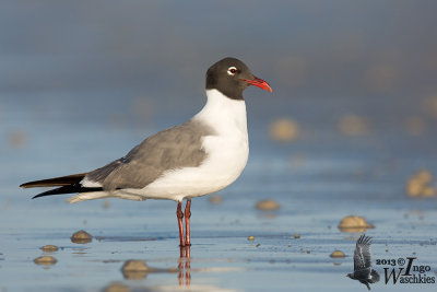 Adult Laughing Gull in breeding plumage (ssp. megalopterus)