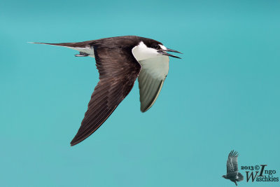Adult Sooty Tern (ssp. fuscatus)