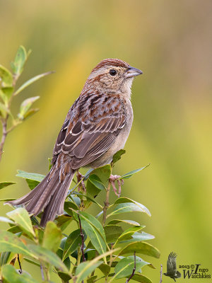 Adult Bachman's Sparrow (ssp. aestivalis)