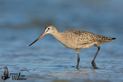 Adult Marbled Godwit in breeding plumage