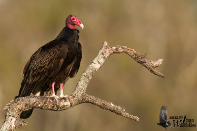 Adult Turkey Vulture (ssp. aura)