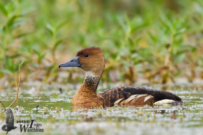 Adult Fulvous Whistling Duck