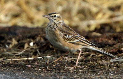 Richard's Pipit (Strre piplrka)