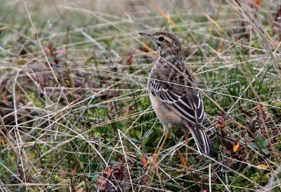 Richards Pipit