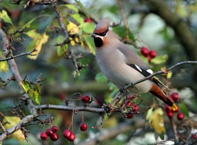 Bohemian Waxwing (Bombycilla garrulus), Sidenvans