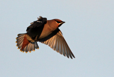 Bohemian Waxwing (Bombycilla garrulus), Sidenvans