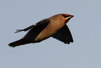 Bohemian Waxwing (Bombycilla garrulus), Sidenvans