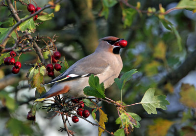 Bohemian Waxwing (Bombycilla garrulus), Sidenvans