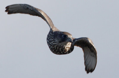 Gyr Falcon, Jaktfalk