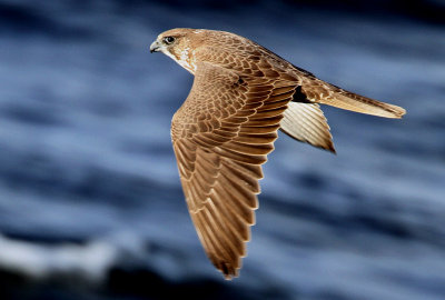 Gyr Falcon, Falco rusticolus. Jaktfalk