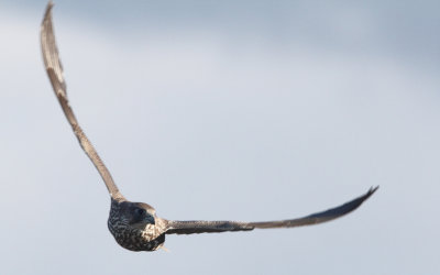 Gyr Falcon, Falco rusticolus. Jaktfalk