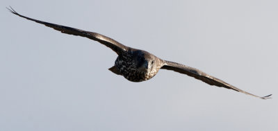 Gyr Falcon, Falco rusticolus. Jaktfalk