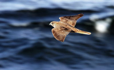 Gyr Falcon, Falco rusticolus. Jaktfalk