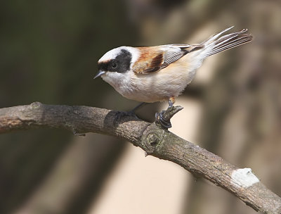 Pungmes, Eurasian Penduline Tit, Remiz pendulinus