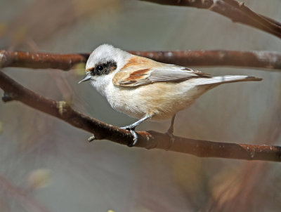 Pungmes, Eurasian Penduline Tit, Remiz pendulinus