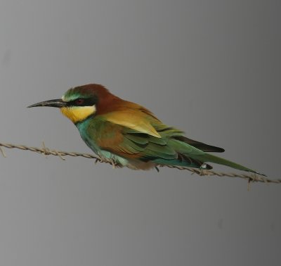 European Bee-eater (Bitare)