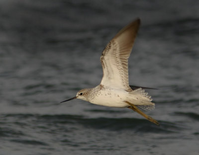 Marsh sandpiper (Tringa stagnatilis)