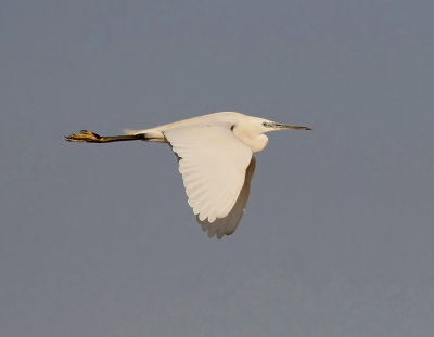 Little Egret (Egretta garzetta)