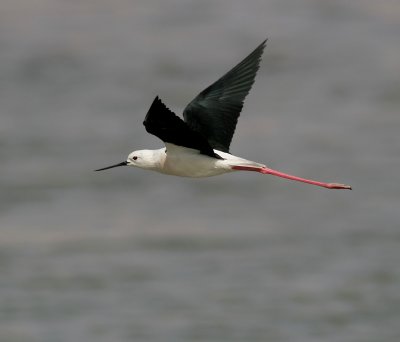 Black-winged Stilt (Himantopus himantopus)