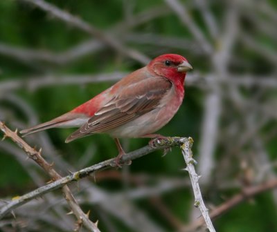 Common Rosefinch (Rosenfink)