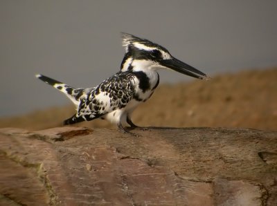 Pie Kingsfisher (Ceryle rudis)