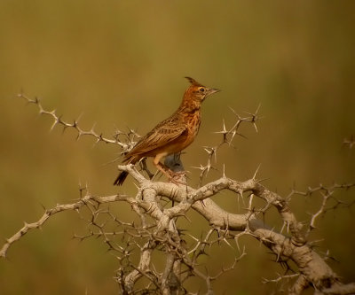 Birds in Senegal