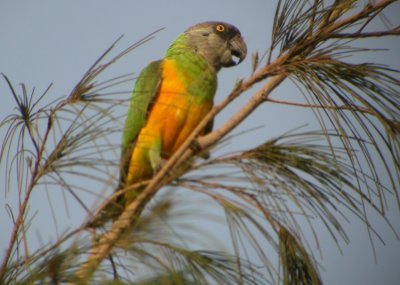 Senegal Parrot (Poichealus senegalus)