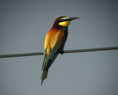 European Bee-eater (Merops apiaster), Bitare