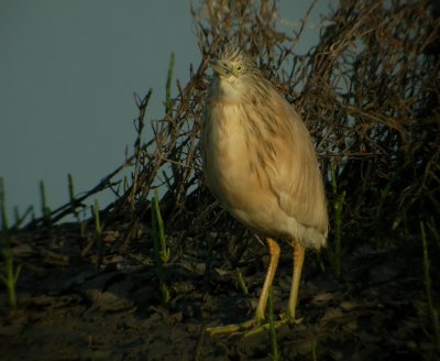 Squacco Heron (Ardeola ralloides), Rallhger