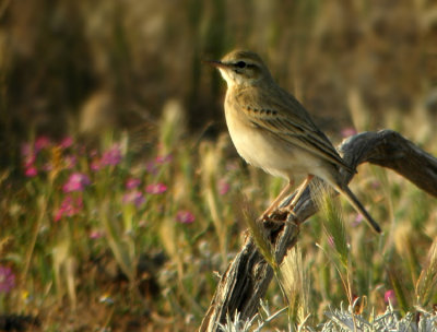 Tawny Pipit (Anthus campestris)