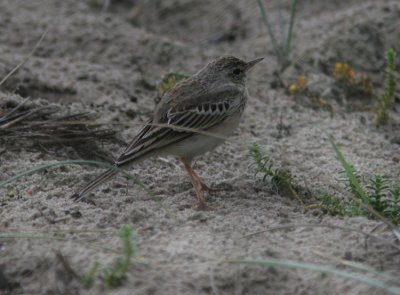 Tawny Pipit (Anthus campestris), Fltpiplrka